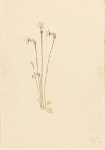 Ghostpipe (Thalesia uniflora) od Mary Vaux Walcott