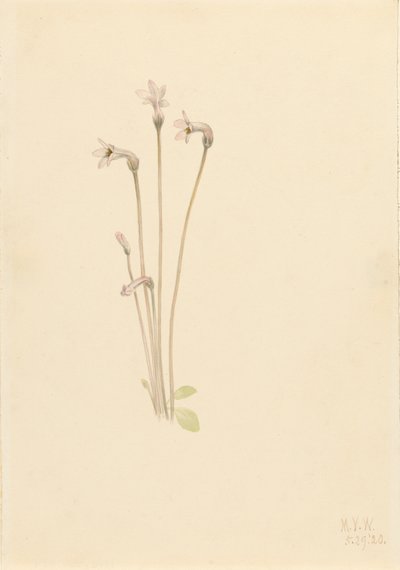 Ghostpipe Thalesia uniflora, 1920. od Mary Vaux Walcott