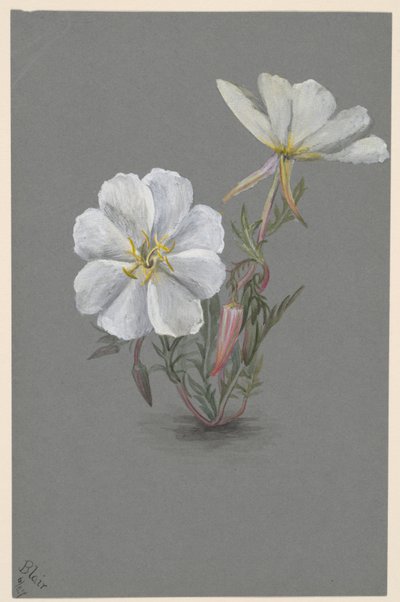 Čemeřice obrovská Epipactis gigantea, ca. 1880. od Mary Vaux Walcott