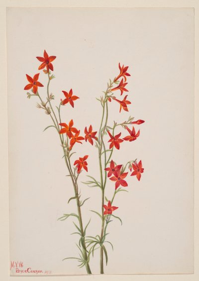 Gilia arizonica od Mary Vaux Walcott