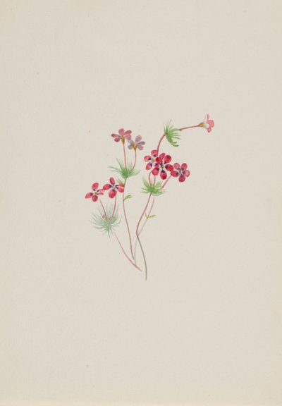 Gilia linanthus parviflorus od Mary Vaux Walcott