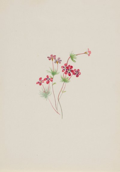 Gilia linanthus parviflorus, ca. 1900-1930. od Mary Vaux Walcott