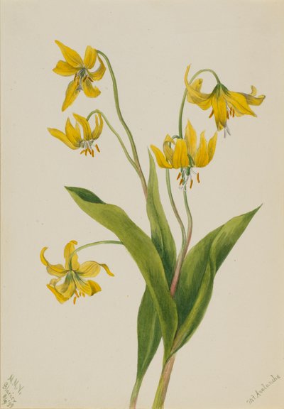 Glacierlily Erythronium grandiflorum, 1899. od Mary Vaux Walcott