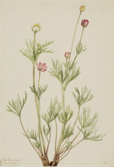 Globe Anemone Anemone globosa, 1917. od Mary Vaux Walcott