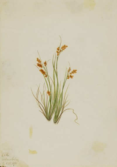 Ostřice zlatá (Carex aurea) od Mary Vaux Walcott
