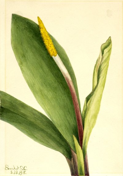 Goldenclub (Orontium aquaticum) od Mary Vaux Walcott