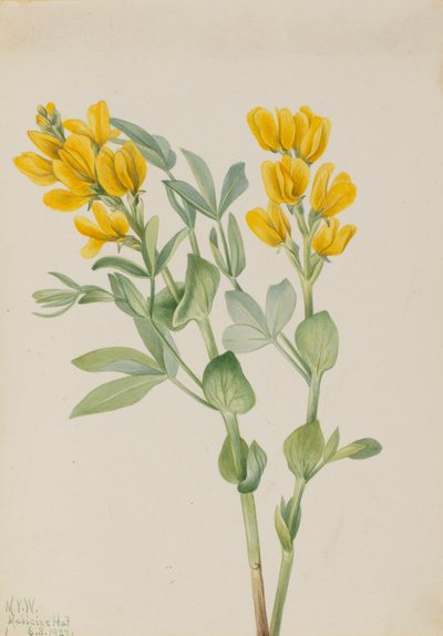 Goldenpea Thermopsis rhombifolia, 1923. od Mary Vaux Walcott