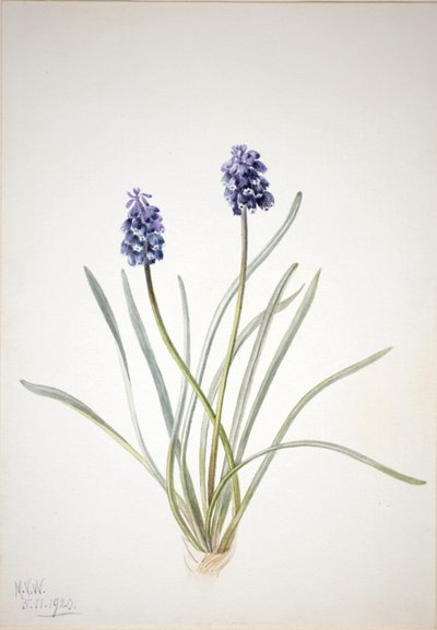 Hyacint hroznový (Muscari racemosum) od Mary Vaux Walcott