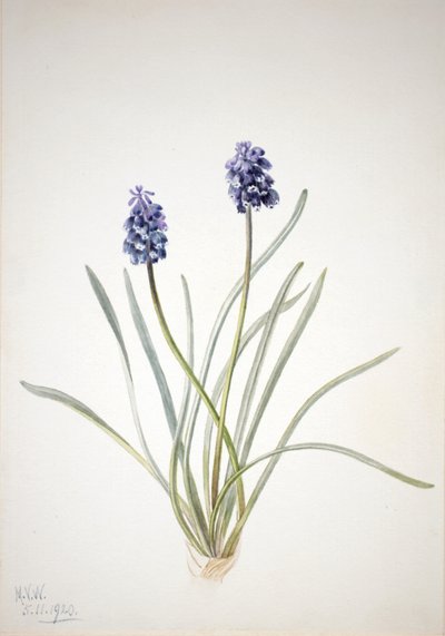 Hroznový hyacint Muscari racemosum, 1920 od Mary Vaux Walcott