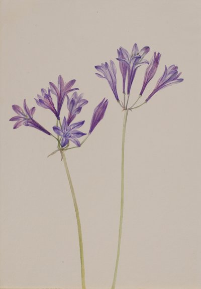 Ořech travní Brodiaea laxa, 1933. od Mary Vaux Walcott