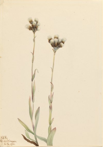 Kočkodan šedý (Antennaria howellii) od Mary Vaux Walcott