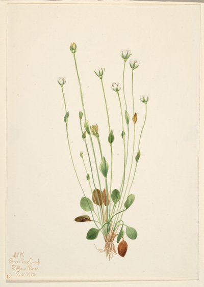Chrastavec šedý (Senecio canus) od Mary Vaux Walcott