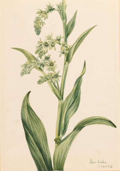 Zelené medvědí zelí (Veratrum viride) od Mary Vaux Walcott