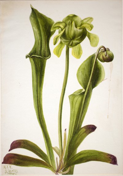 Zelená džbánkovitá rostlina (Sarracenia orephila) od Mary Vaux Walcott