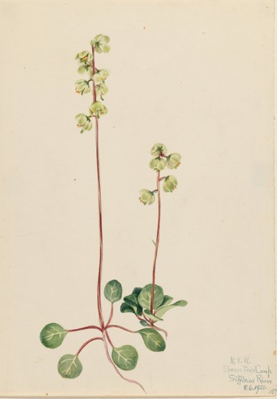Zelená pyrola (Pyrola chlorantha) od Mary Vaux Walcott