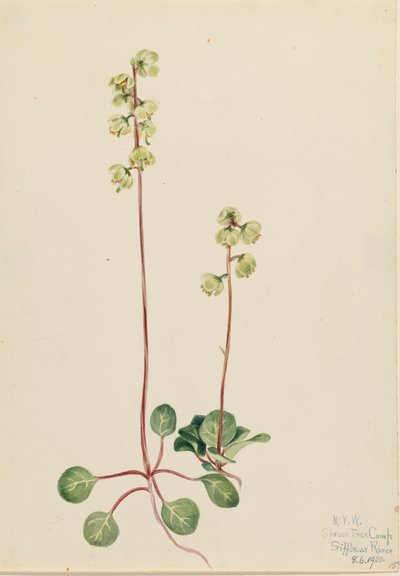 Zelená Pyrola Pyrola chlorantha, 1920. od Mary Vaux Walcott