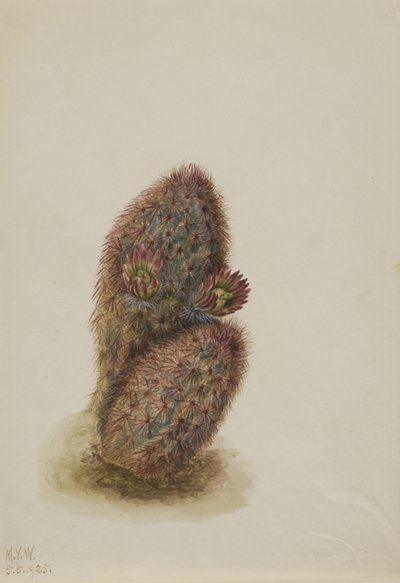 Zelený jahodový kaktus (Echinocereus viridiflorus) od Mary Vaux Walcott