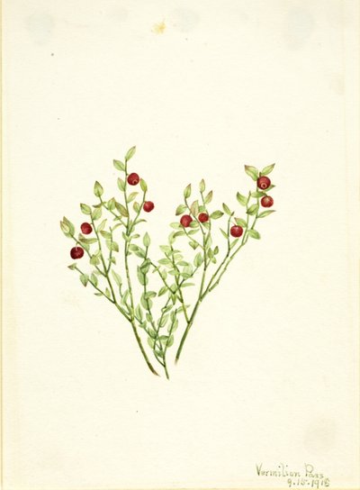 Tetřev hlušec (Vaccinium scoparium) od Mary Vaux Walcott