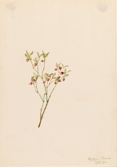 Grouse Whortleberry Vaccinium scoparium, 1916. od Mary Vaux Walcott