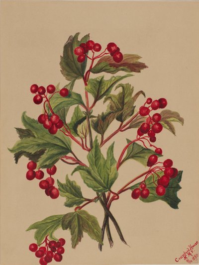 Tetřev hlušec (Viburnum americanum) od Mary Vaux Walcott