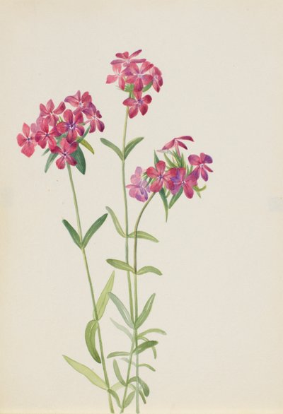 Chlupatý flox (Phlox amoena) od Mary Vaux Walcott