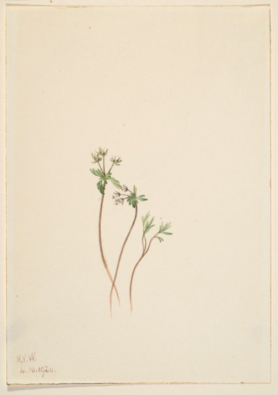 Předzvěst jara (Erigenia bulbosa) od Mary Vaux Walcott
