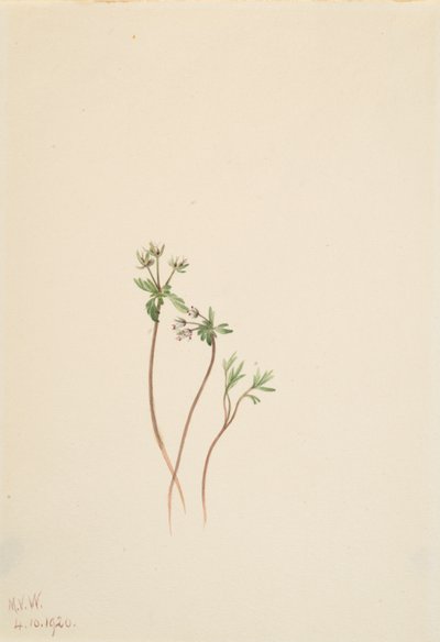 Harbinger of Spring Erigenia bulbosa, 1920. od Mary Vaux Walcott