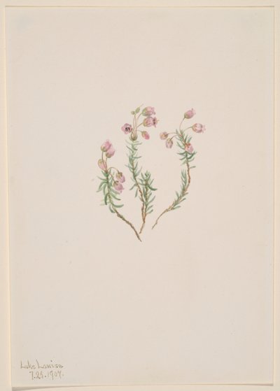 Vřes (Phyllodoce intermedia) od Mary Vaux Walcott