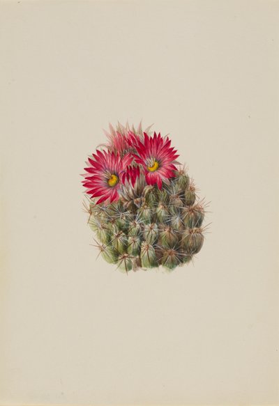 Ježek Cactus Coryphantha arizonica, 1933. od Mary Vaux Walcott