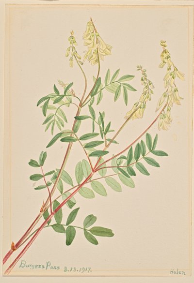 Hedysarum Hedysarum sulphurescens, 1917. od Mary Vaux Walcott