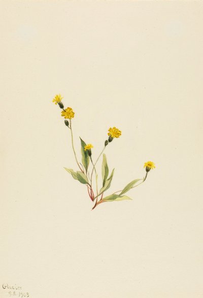 Heieracium gracile od Mary Vaux Walcott