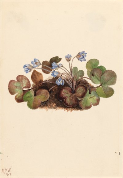 Hepatica (Hepatica americana) od Mary Vaux Walcott