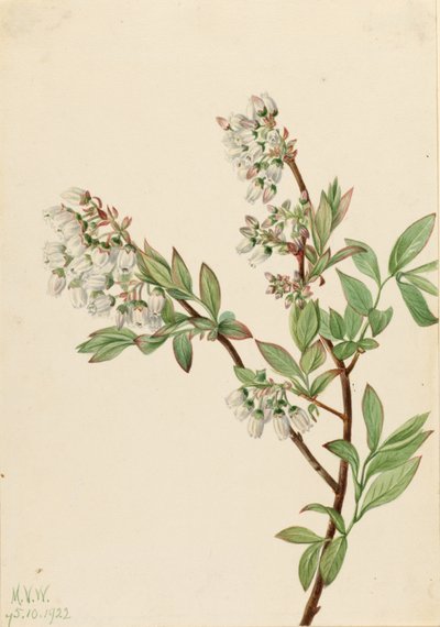 Borůvka (Vaccinium corymbosum) od Mary Vaux Walcott