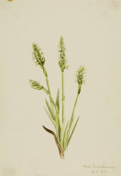 Dámská kapucínka (Ibidium strictum) od Mary Vaux Walcott