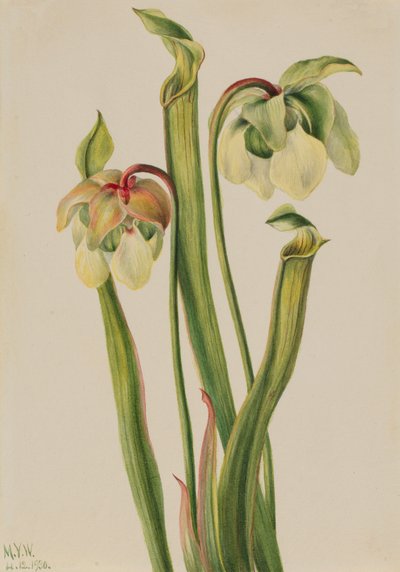 Hybrid Pitcherplant Sarracenia minor, 1930. od Mary Vaux Walcott
