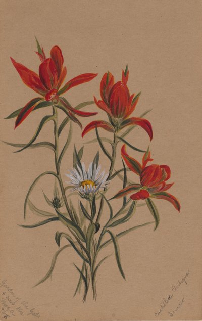 Indický štětec (Castilleja rhexifolia) od Mary Vaux Walcott