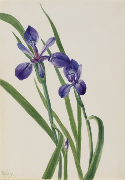 Iris Druh Iris, 1939. od Mary Vaux Walcott