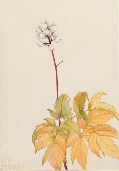 Slonovité borůvky (Actaea arguta) od Mary Vaux Walcott