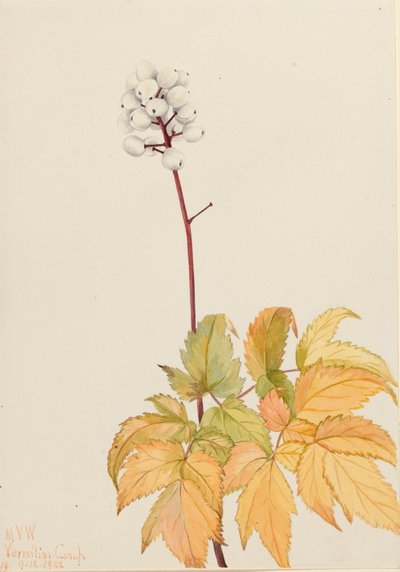 Ivory Baneberry, 1922 od Mary Vaux Walcott