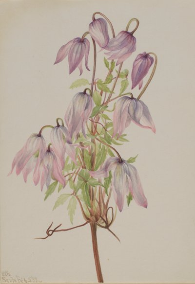 Jicarilla (Clematis pseudoalpina) od Mary Vaux Walcott