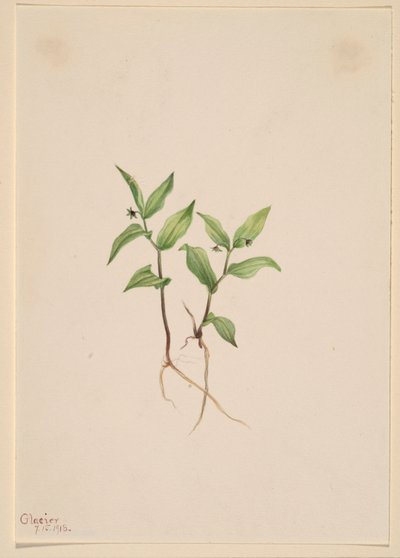 Kruhsea (Kruhsea streptopoides) od Mary Vaux Walcott