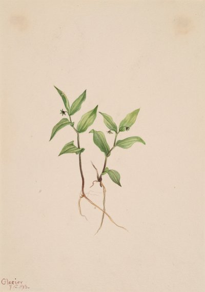 Kruhsea Kruhsea streptopoides, 1913. od Mary Vaux Walcott
