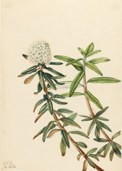 Labradorský čaj (Ledum groenlandicum) od Mary Vaux Walcott
