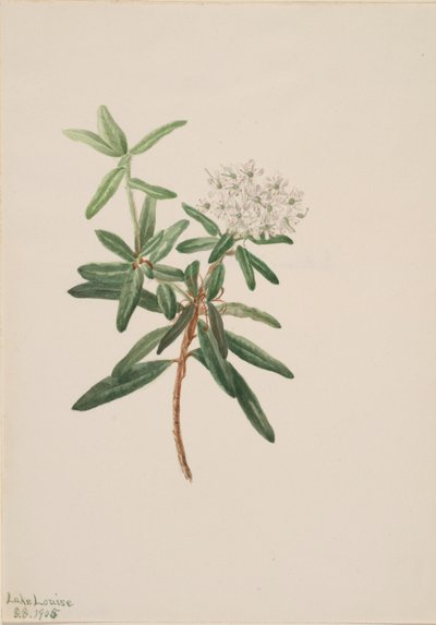 Labradorský čaj (Ledum groenlandicum) od Mary Vaux Walcott