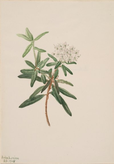 Labradorský čaj Grónský led, 1905. od Mary Vaux Walcott