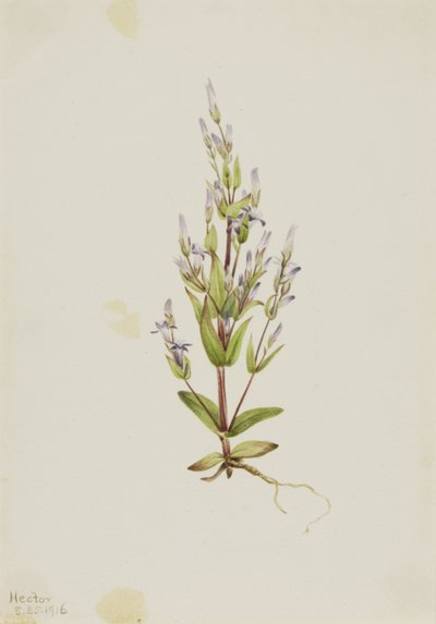 Žebřík hořec Gentiana acuta, 1916. od Mary Vaux Walcott