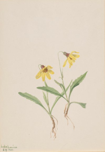 Lake Louise Arnica Arnica louisiana, 1905. od Mary Vaux Walcott