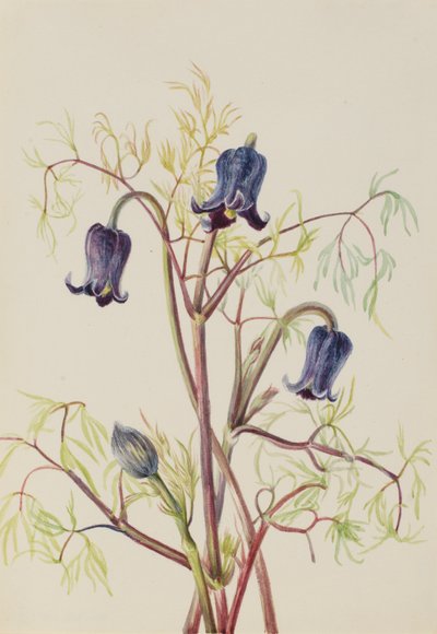 Kožený květ (Clematis hirsutissima) od Mary Vaux Walcott