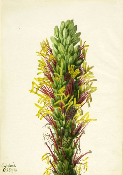 Lechuguilla (Agava lechuguilla) od Mary Vaux Walcott