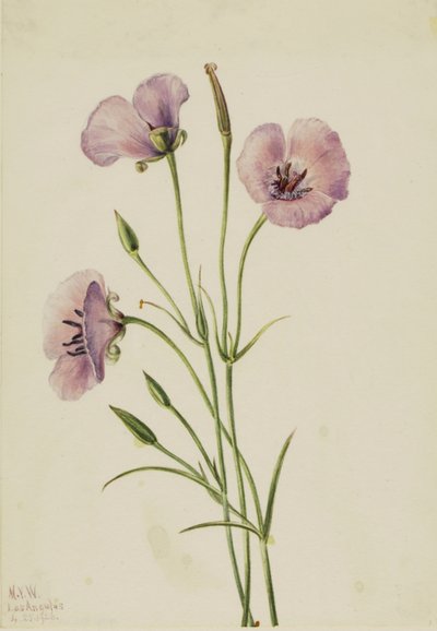 Lilac Mariposa (Calochortus splendens) od Mary Vaux Walcott